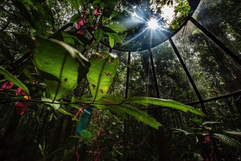 Der Amazonas-Regenwald nimmt bei mehr CO₂ in der Atmosphäre zunächst auch mehr auf. Doch fehlende Nährstoffe bremsen das Wachstum schnell.