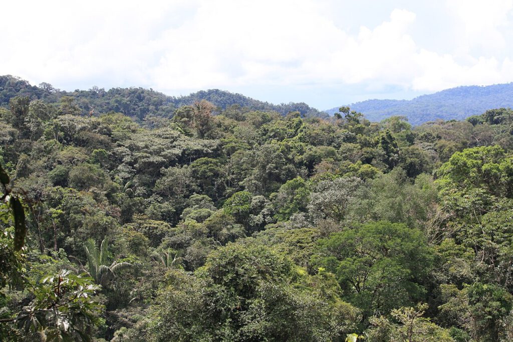 Waldbrände setzen im Amazonas große Mengen Schadstoffe frei. Daraus kann bodennahes Ozon entstehen, das Blätter schädigt und die CO₂-Aufnahme des Regenwaldes zusätzlich schwächt.