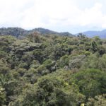 Waldbrände setzen im Amazonas große Mengen Schadstoffe frei. Daraus kann bodennahes Ozon entstehen, das Blätter schädigt und die CO₂-Aufnahme des Regenwaldes zusätzlich schwächt.