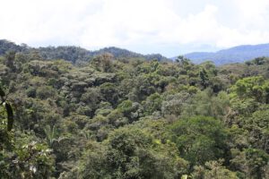 Waldbrände setzen im Amazonas große Mengen Schadstoffe frei. Daraus kann bodennahes Ozon entstehen, das Blätter schädigt und die CO₂-Aufnahme des Regenwaldes zusätzlich schwächt.
