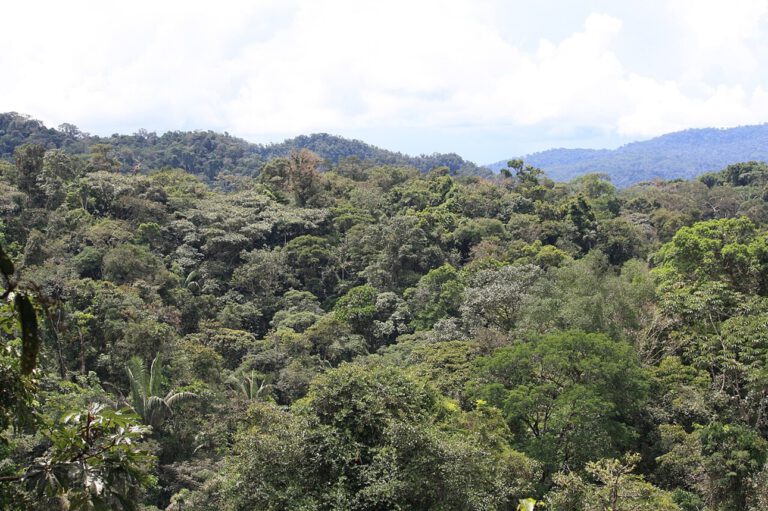 Waldbrände setzen im Amazonas große Mengen Schadstoffe frei. Daraus kann bodennahes Ozon entstehen, das Blätter schädigt und die CO₂-Aufnahme des Regenwaldes zusätzlich schwächt.