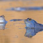 Moorfrösche am Okkepfuhl in Berlin: Ihre Art gehört zu den Amphibien, deren Bestände in der Hauptstadt seit Jahrzehnten stark zurückgehen. © Jörg Freyhof
