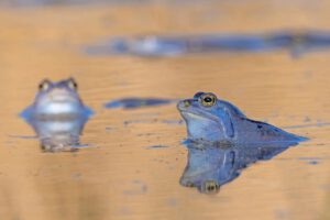 Moorfrösche am Okkepfuhl in Berlin: Ihre Art gehört zu den Amphibien, deren Bestände in der Hauptstadt seit Jahrzehnten stark zurückgehen. © Jörg Freyhof