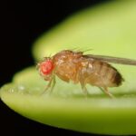 Fruchtfliegen wie Drosophila melanogaster gehören zu den wichtigsten Modellorganismen der Altersforschung. In der neuen AMPK-Studie verlängerte der Wirkstoff 991 ihre Lebensspanne.