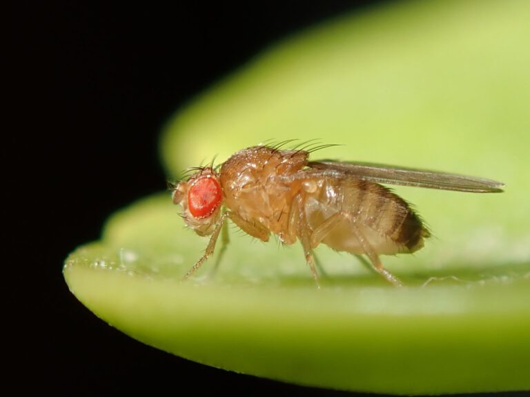 Fruchtfliegen wie Drosophila melanogaster gehören zu den wichtigsten Modellorganismen der Altersforschung. In der neuen AMPK-Studie verlängerte der Wirkstoff 991 ihre Lebensspanne.