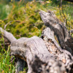 Ein aufgeräumter Wald ist nicht immer besser: Totholz und kleine Lichtungen schaffen wertvolle Lebensräume für viele Tierarten.