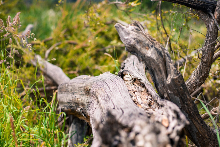Ein aufgeräumter Wald ist nicht immer besser: Totholz und kleine Lichtungen schaffen wertvolle Lebensräume für viele Tierarten.