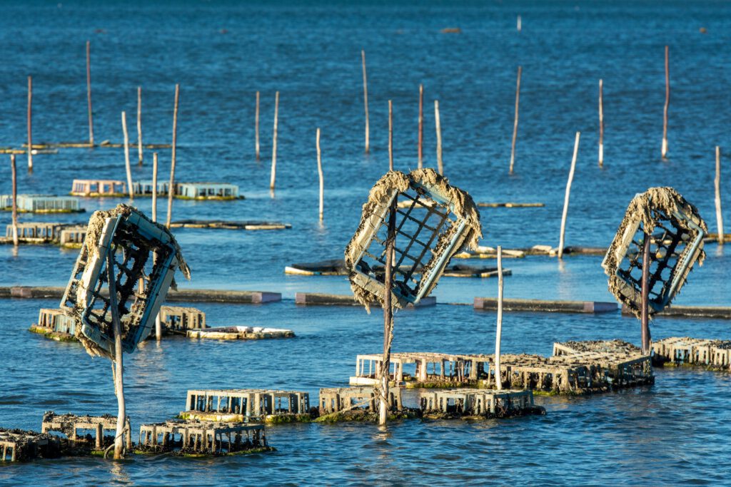 Austern werden vielerorts in Aquakulturen gezüchtet. Natürliche Austernriffe können darüber hinaus Wasser filtern, Lebensräume schaffen und Küsten stabilisieren.