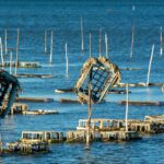 Austern werden vielerorts in Aquakulturen gezüchtet. Natürliche Austernriffe können darüber hinaus Wasser filtern, Lebensräume schaffen und Küsten stabilisieren.