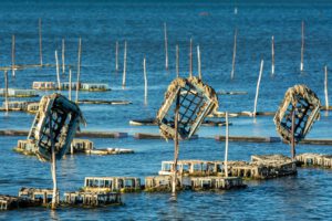 Austern werden vielerorts in Aquakulturen gezüchtet. Natürliche Austernriffe können darüber hinaus Wasser filtern, Lebensräume schaffen und Küsten stabilisieren.