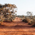 Unsichtbare Spuren des Lebens: Mit Luftfiltern am Auto sammelten Forscher auf 1.155 Kilometern DNA von 633 Tier- und Pflanzengruppen – darunter Kängurus, Wombats und Füchse. © Pexels