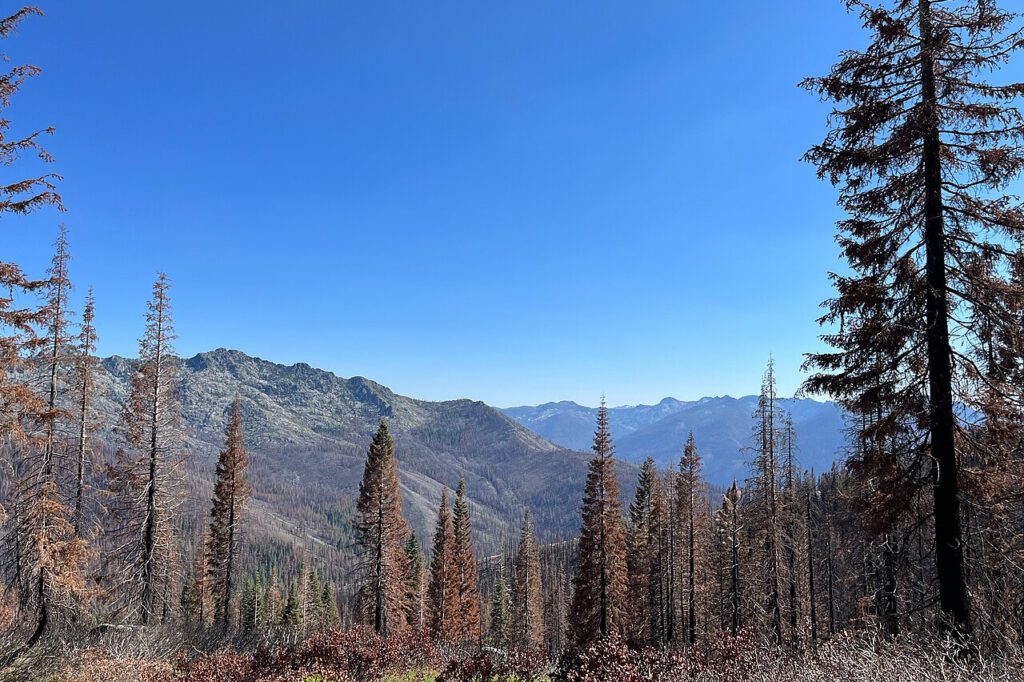Nach dem Feuer bleibt ein Wald oft noch lange verwundbar: Verkohlte Stämme und abgestorbene Vegetation prägen ganze Hänge – umso wichtiger ist es, neue Brandherde möglichst früh zu entdecken.