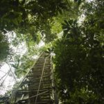 Ein 80 Meter hoher Messturm nahe der Forschungsstation ATTO im brasilianischen Regenwald, 150 Kilometer nordöstlich von Manaus. In 23 Metern Höhe, direkt über dem Kronendach, entnahm das Forschungsteam alle eineinhalb bis drei Stunden Luftproben. © Dom Jack / Max-Planck-Institut für Chemie