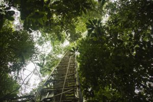 Ein 80 Meter hoher Messturm nahe der Forschungsstation ATTO im brasilianischen Regenwald, 150 Kilometer nordöstlich von Manaus. In 23 Metern Höhe, direkt über dem Kronendach, entnahm das Forschungsteam alle eineinhalb bis drei Stunden Luftproben. © Dom Jack / Max-Planck-Institut für Chemie