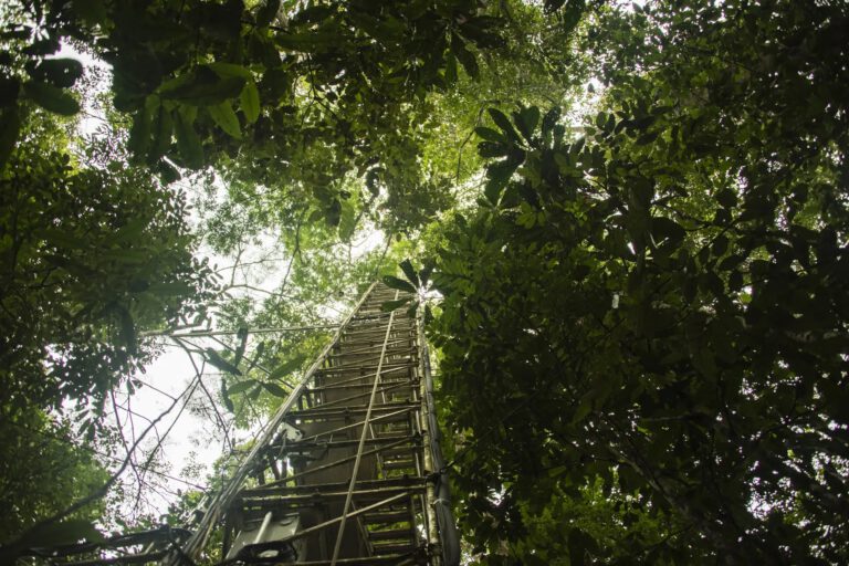 Ein 80 Meter hoher Messturm nahe der Forschungsstation ATTO im brasilianischen Regenwald, 150 Kilometer nordöstlich von Manaus. In 23 Metern Höhe, direkt über dem Kronendach, entnahm das Forschungsteam alle eineinhalb bis drei Stunden Luftproben. © Dom Jack / Max-Planck-Institut für Chemie