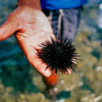 Mann hält einen Seeigel in der Hand