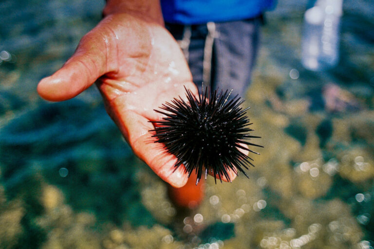 Mann hält einen Seeigel in der Hand