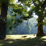 Im sommerlichen Eichenwald nehmen die Blätter noch CO2 auf, während Hitze und Trockenheit das Holzwachstum bereits deutlich bremsen können.