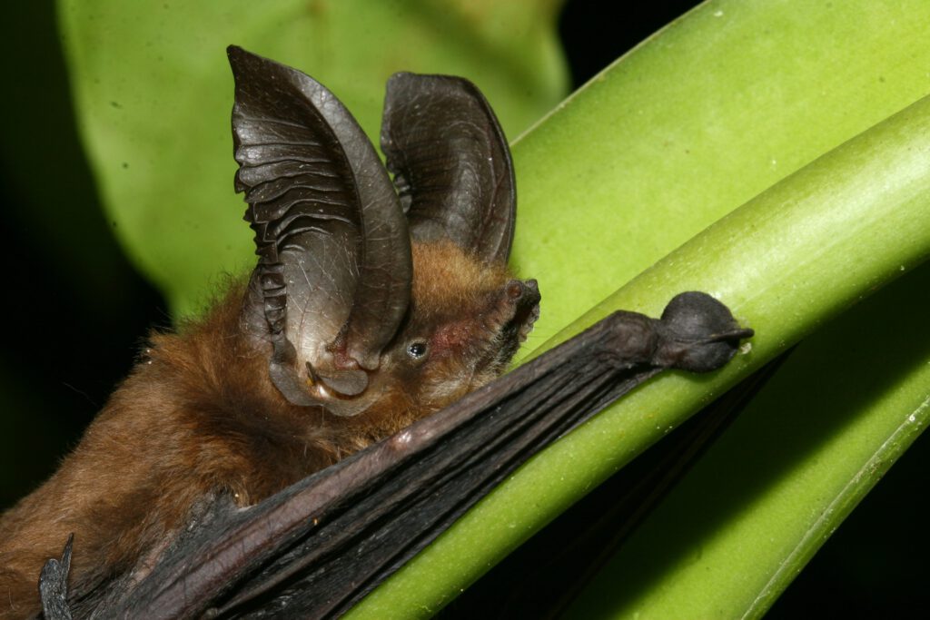 Die Madagassische Haftscheibenfledermaus hält sich mit saugnapfähnlichen Polstern an Hand- und Fußgelenken selbst an glatten Flächen fest. © Manuel Ruedi