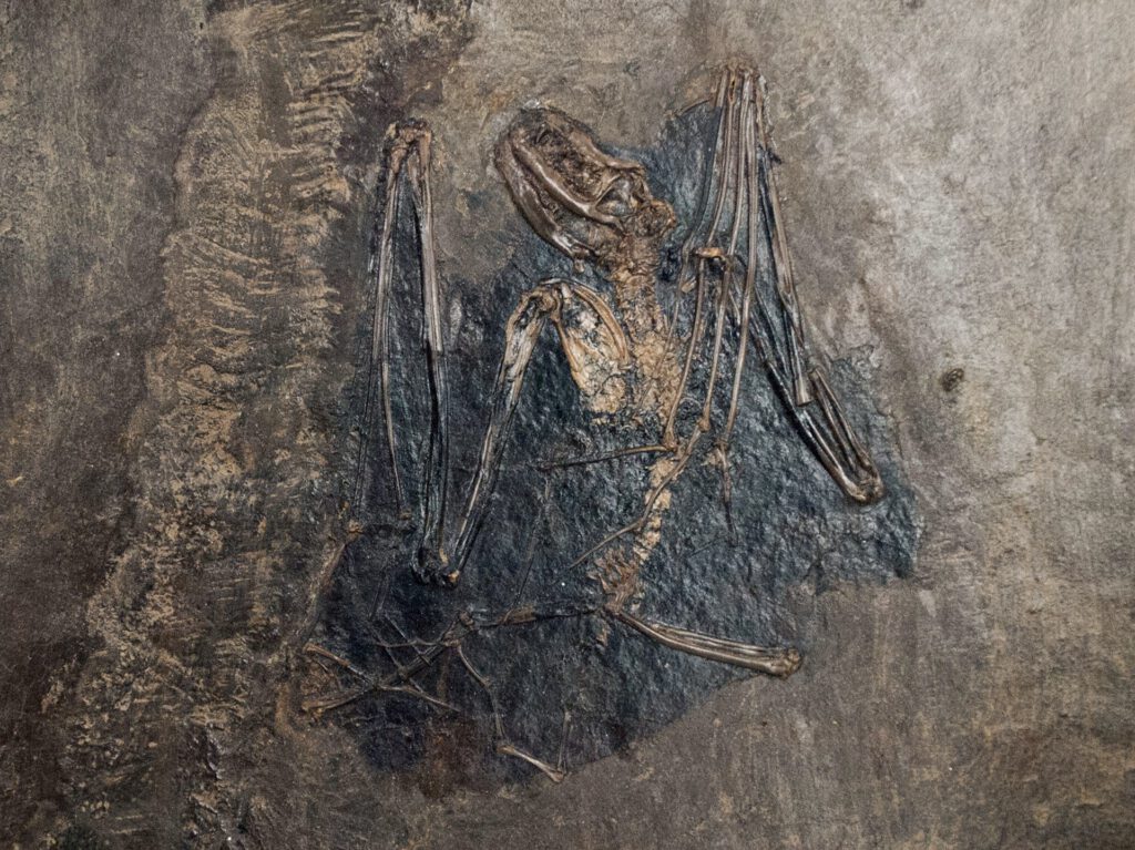 Palaeochiropteryx tupaiodon lebte vor rund 47 bis 48 Millionen Jahren. Das Fossil aus der Grube Messel zeigt eine der frühen bekannten Linien der Fledermäuse.