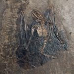 Palaeochiropteryx tupaiodon lebte vor rund 47 bis 48 Millionen Jahren. Das Fossil aus der Grube Messel zeigt eine der frühen bekannten Linien der Fledermäuse.