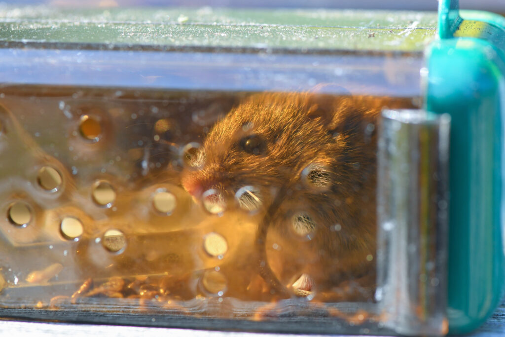 Eine Hausmaus sitzt in einer Falle, die Wissenschaftler Emanuel Heitlinger auf Bauernhöfen aufgestellt hat. Solche Tiere tragen viele Resistenzgene, die auch bei Nutztieren vorkommen. © picture alliance/dpa/dpa-Zentralbild | Patrick Pleul