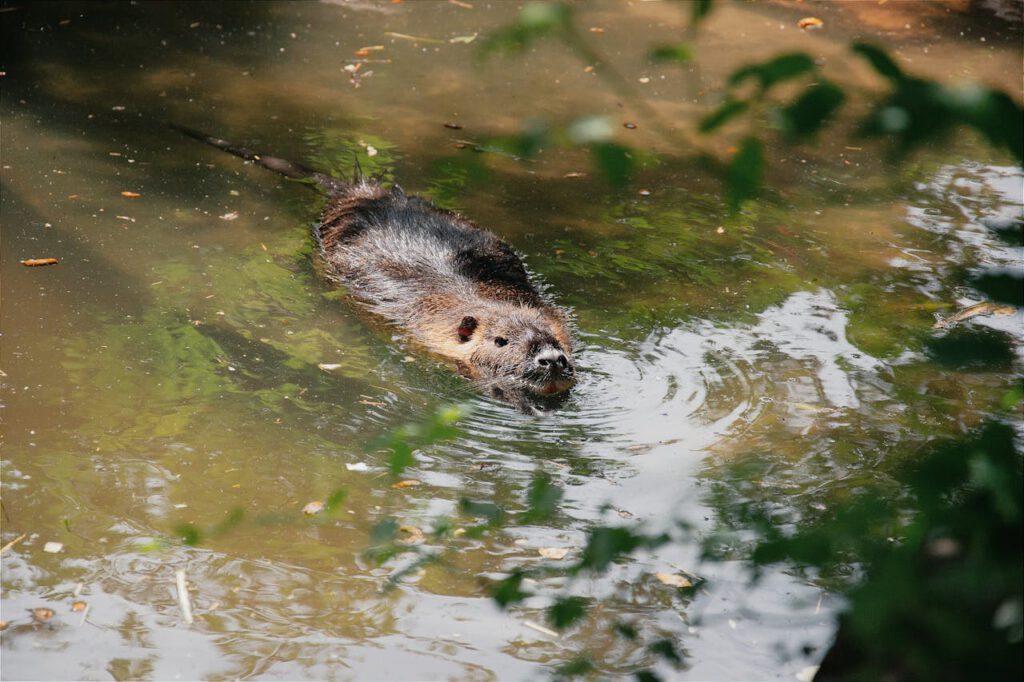 Biber verändern Gewässer so stark, dass sie beim Klimaschutz helfen und deutlich mehr CO₂ im Boden binden.