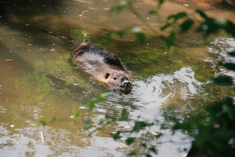 Biber verändern Gewässer so stark, dass sie beim Klimaschutz helfen und deutlich mehr CO₂ im Boden binden.