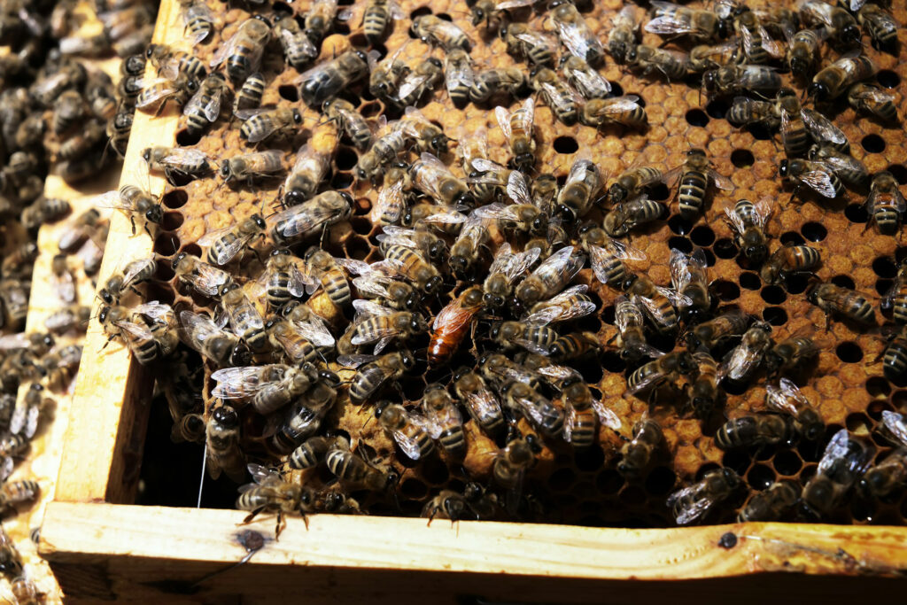 Bienenköniginnen und Arbeiterinnen entstehen aus genetisch gleichen befruchteten Eiern – dennoch trennen sie später Jahre an Lebenszeit. © Unsplash