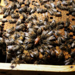 Bienenköniginnen und Arbeiterinnen entstehen aus genetisch gleichen befruchteten Eiern – dennoch trennen sie später Jahre an Lebenszeit. © Unsplash