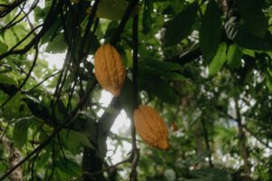 Im Kakaosektor werden Biodiversitätsziele vergleichsweise klarer formuliert: Vier von fünf untersuchten Unternehmen machten überprüfbare Zusagen gegen Entwaldung in ihren Lieferketten. © Pexels