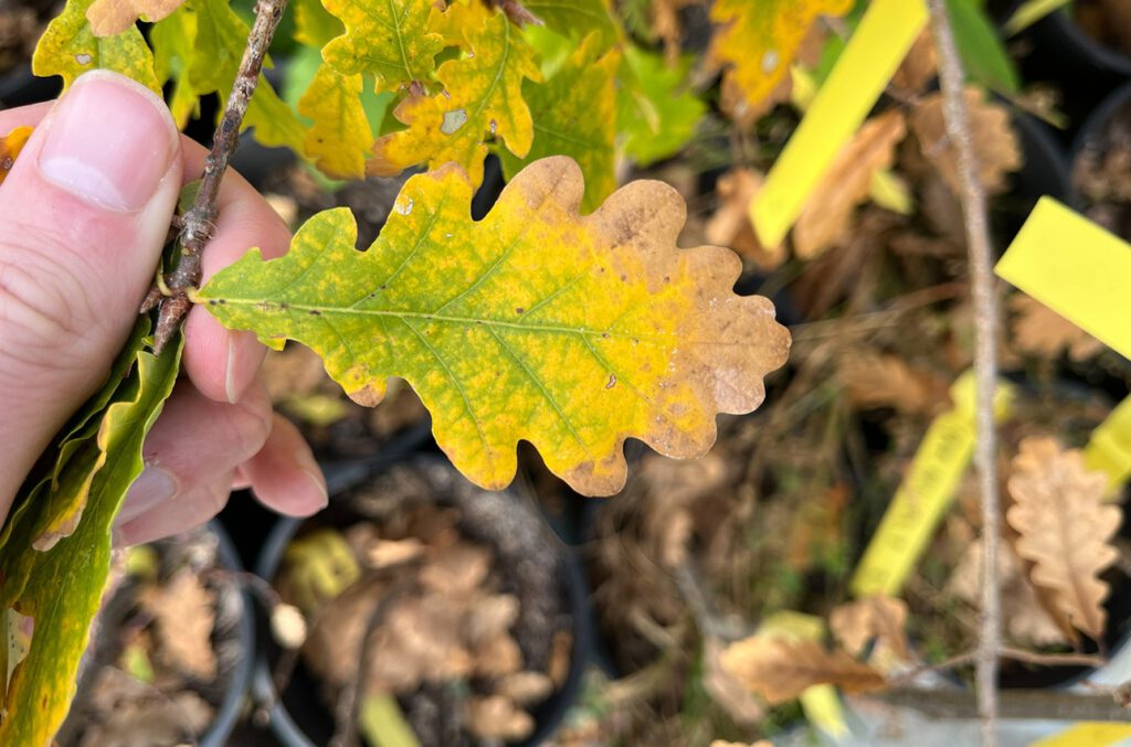 Kontrollierter Herbst statt Sonnenbrand: Diese Eiche zieht Nährstoffe aus dem Blatt zurück, bevor es abfällt. © Maxwell Bergström