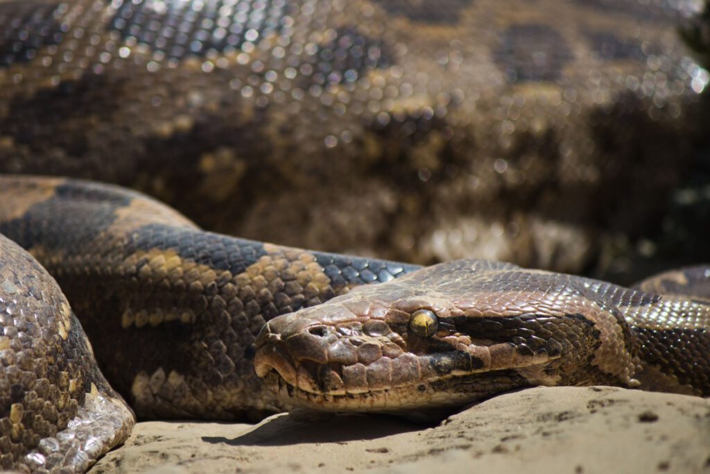 Eine Python aus der Nähe