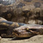 Eine Python aus der Nähe