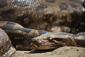 Eine Python aus der Nähe