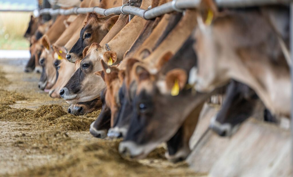 Ein Zusatz im Futter soll den Methanausstoß von Milchkühen senken. Doch in Dänemark berichten zahlreiche Bauern von Problemen mit der Tiergesundheit und der Milchproduktion. © Pexels