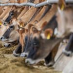 Ein Zusatz im Futter soll den Methanausstoß von Milchkühen senken. Doch in Dänemark berichten zahlreiche Bauern von Problemen mit der Tiergesundheit und der Milchproduktion. © Pexels