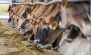 Ein Zusatz im Futter soll den Methanausstoß von Milchkühen senken. Doch in Dänemark berichten zahlreiche Bauern von Problemen mit der Tiergesundheit und der Milchproduktion. © Pexels