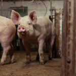 Schweine in der Tierhaltung