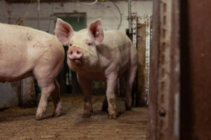 Schweine in der Tierhaltung