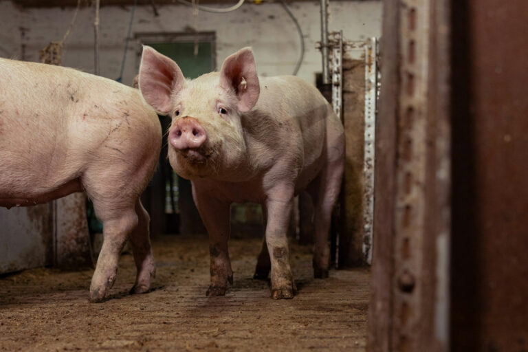Schweine in der Tierhaltung