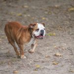 Bulldogge läuft