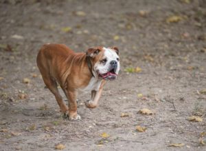 Bulldogge läuft
