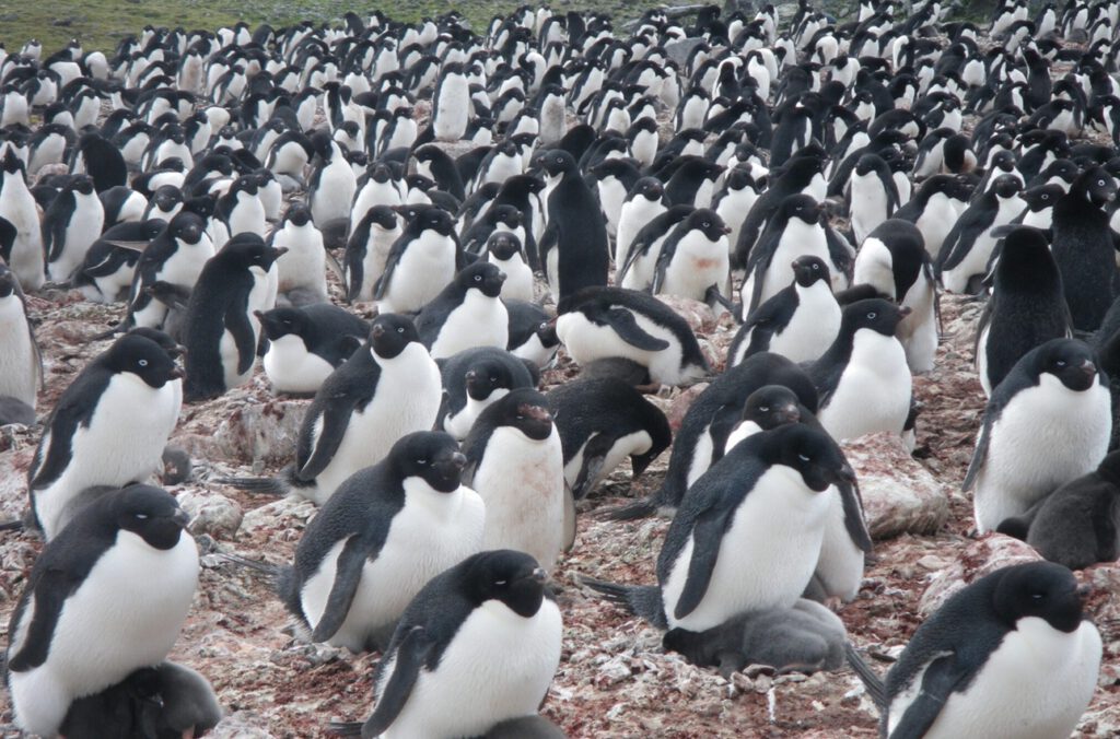Adéliepinguine brüten auf King George Island – ihre Kolonien verraten aus dem All, wie sich ihre Nahrung verändert.
