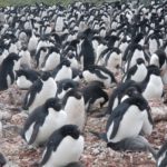 Die Farbe von Pinguinkot enthüllt, wie der Klimawandel die Speisekarte eines ikonischen Antarktis-Bewohners bedrohlich verändert