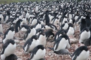 Adéliepinguine brüten auf King George Island – ihre Kolonien verraten aus dem All, wie sich ihre Nahrung verändert.