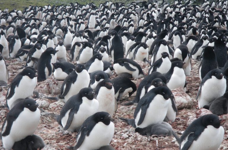 Adéliepinguine brüten auf King George Island – ihre Kolonien verraten aus dem All, wie sich ihre Nahrung verändert.