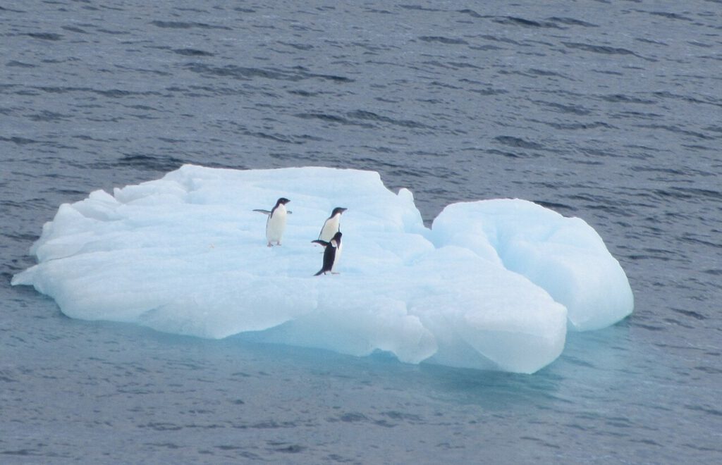 Drei Adéliepinguine stehen auf dem Eis der Admiralty Bay auf King George Island – ihr Speiseplan verändert sich mit dem schwindenden Meereis. © Wikimedia