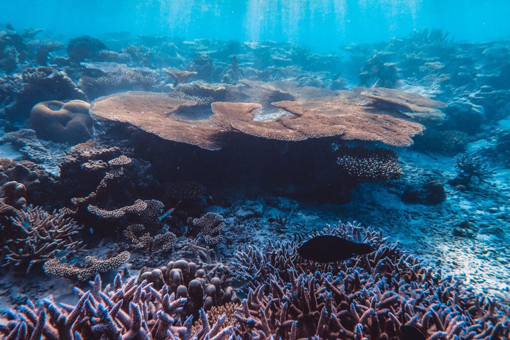 Die Kohlenstoffspeicherung im Meer reagiert besonders empfindlich auf Artenverluste. Damit könnte das Artensterben auch den Klimaschutz schwächen. © Pexels