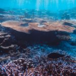 Die Kohlenstoffspeicherung im Meer reagiert besonders empfindlich auf Artenverluste. Damit könnte das Artensterben auch den Klimaschutz schwächen. © Pexels